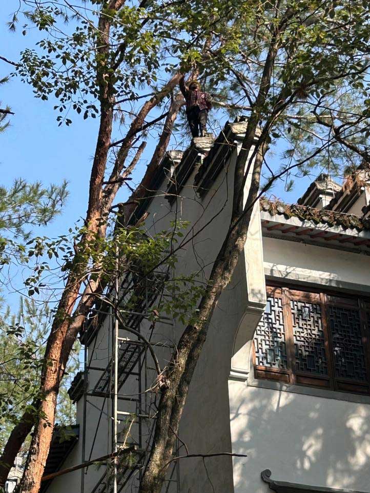 排除隱患，國(guó)資公司砍樹(shù)解民憂