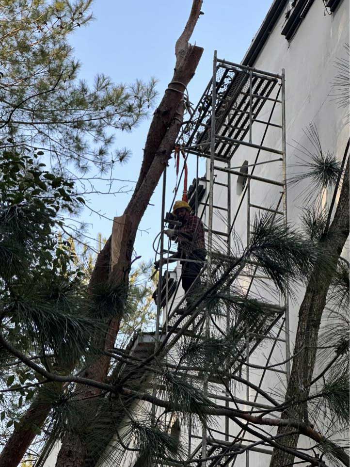 排除隱患，國(guó)資公司砍樹(shù)解民憂