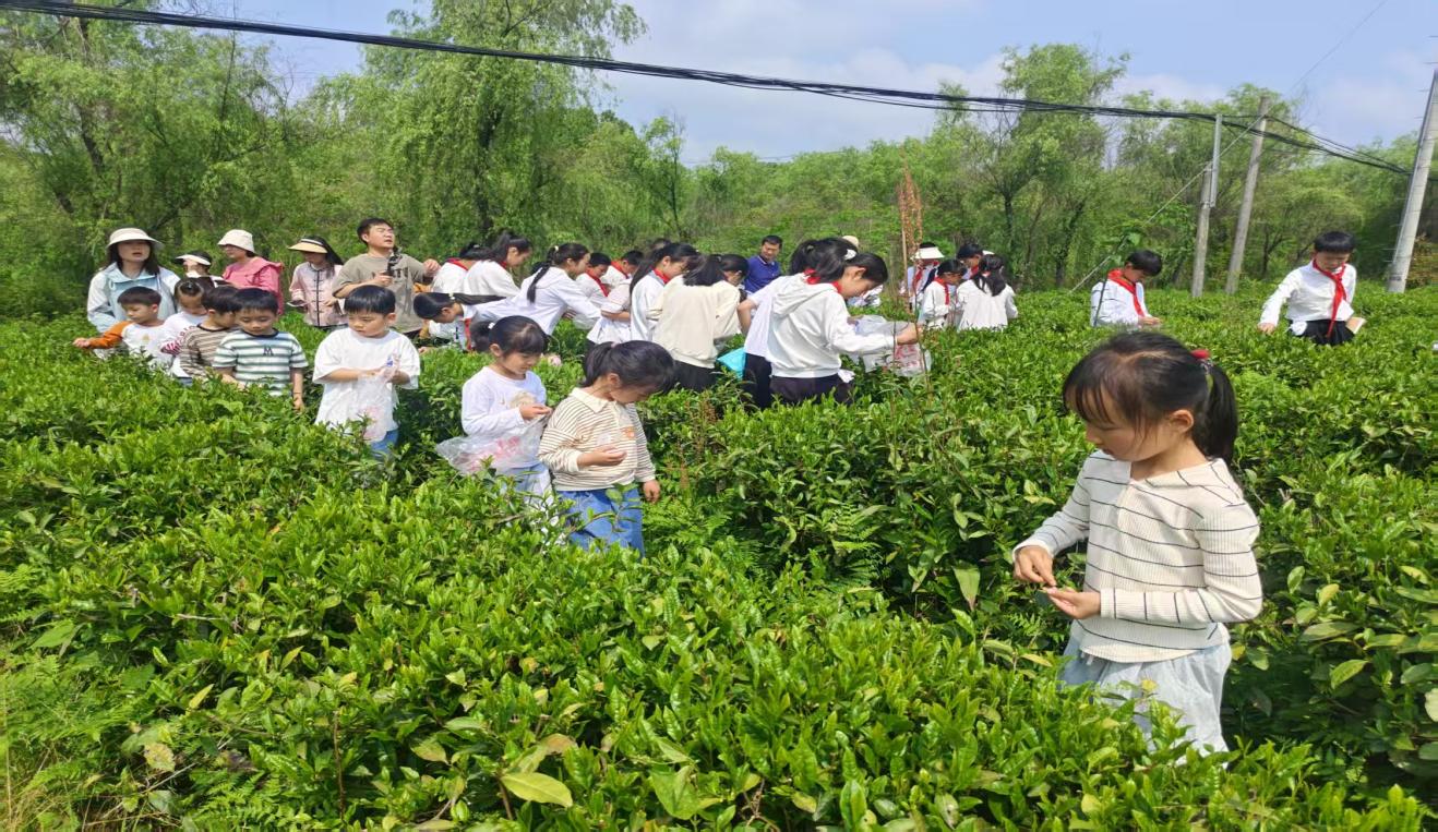 區(qū)關(guān)工委組織學(xué)生到實驗茶場開展茶文化主題實踐活動