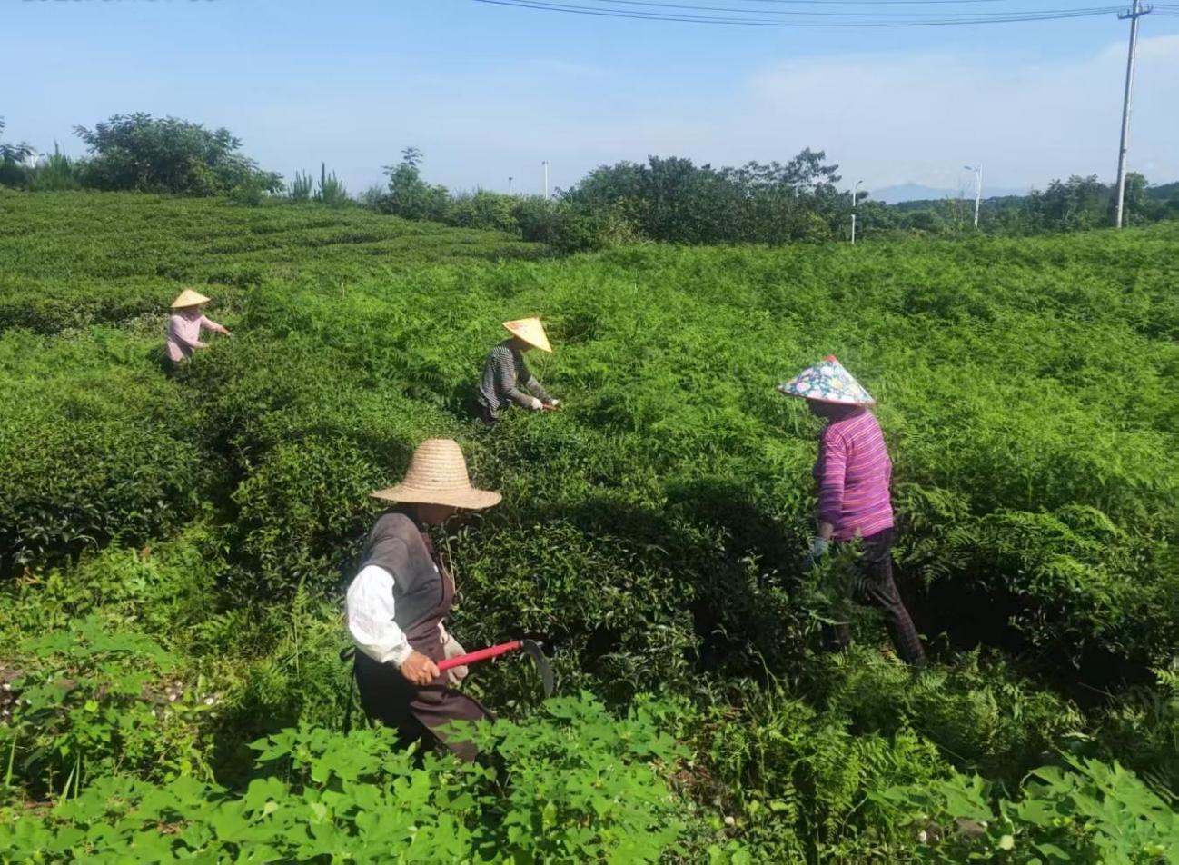 屯溪實(shí)驗(yàn)茶場(chǎng)加強(qiáng)夏季茶園管護(hù)&nbsp;賦能茶產(chǎn)業(yè)提質(zhì)增效